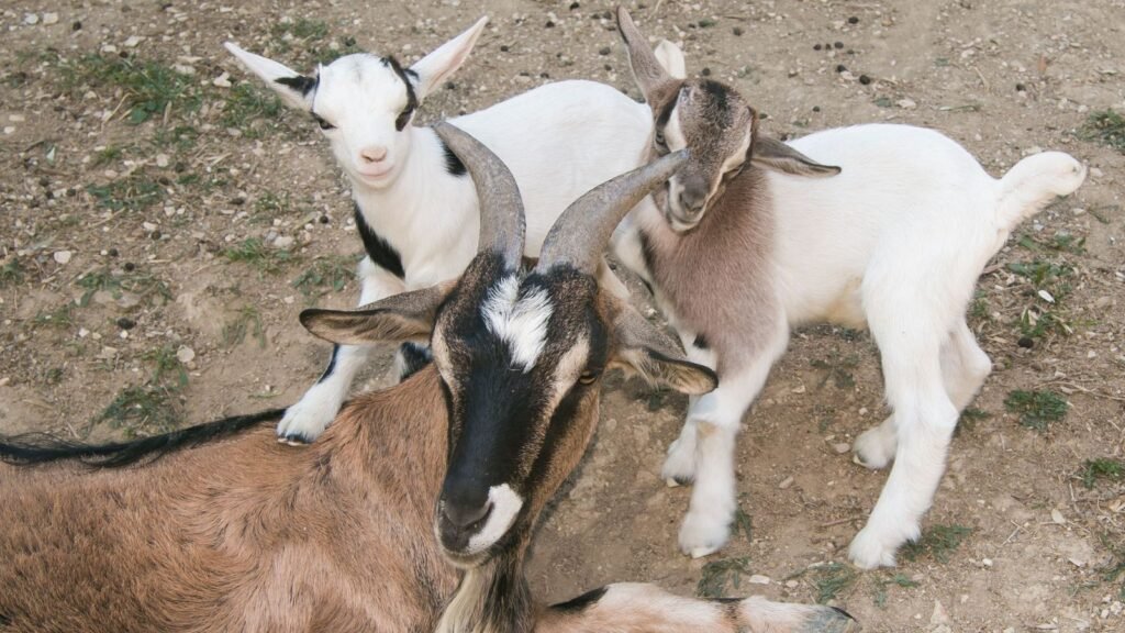 nigerian dwarf goats