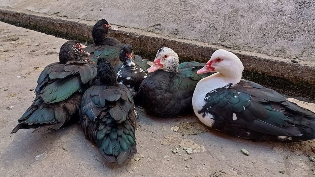 muscovy ducks