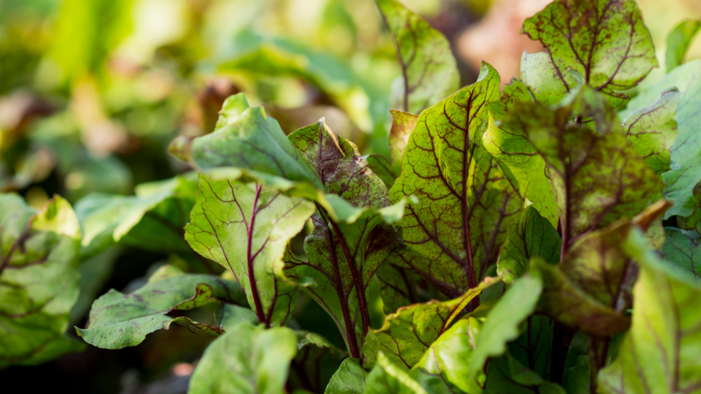 Swiss Chard