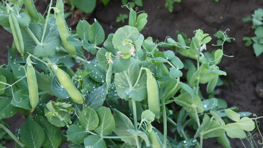 Dwarf Peas