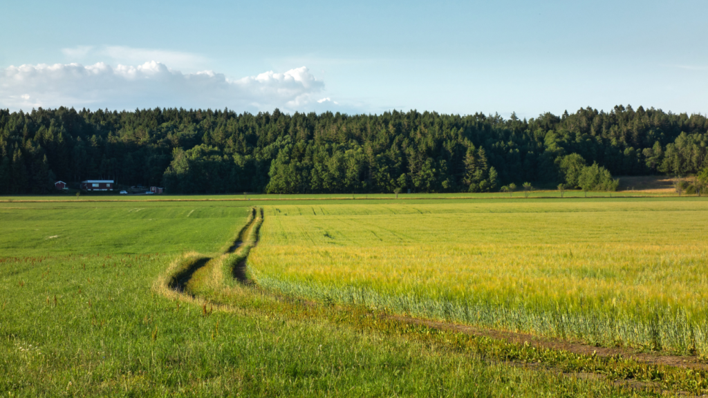 a field with mixed intercropping, interplanting