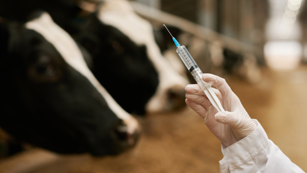 cattle vaccination