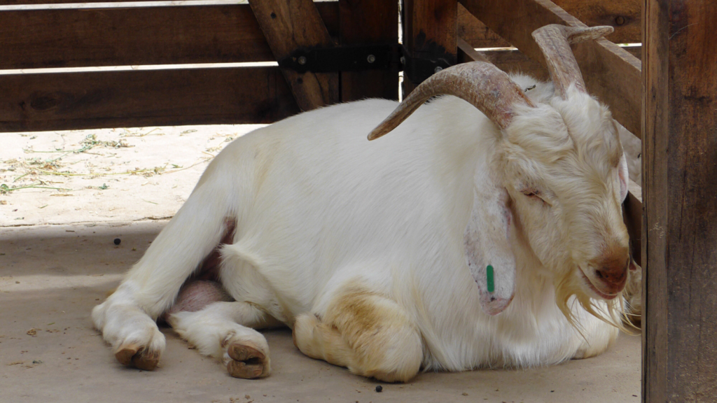 sleeping goat 