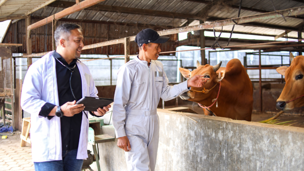 veterinarians checking cattles