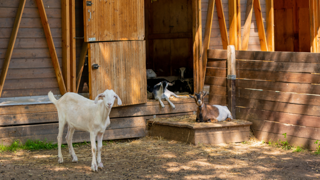 goats in a barn