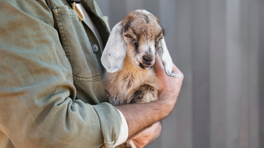 farmer holding a goat kid