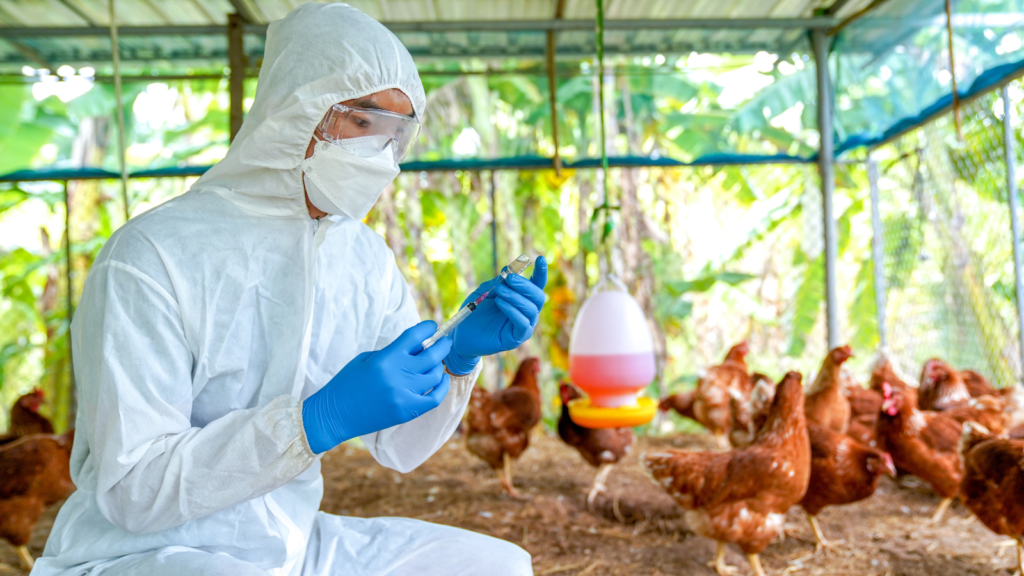 chickens vaccination