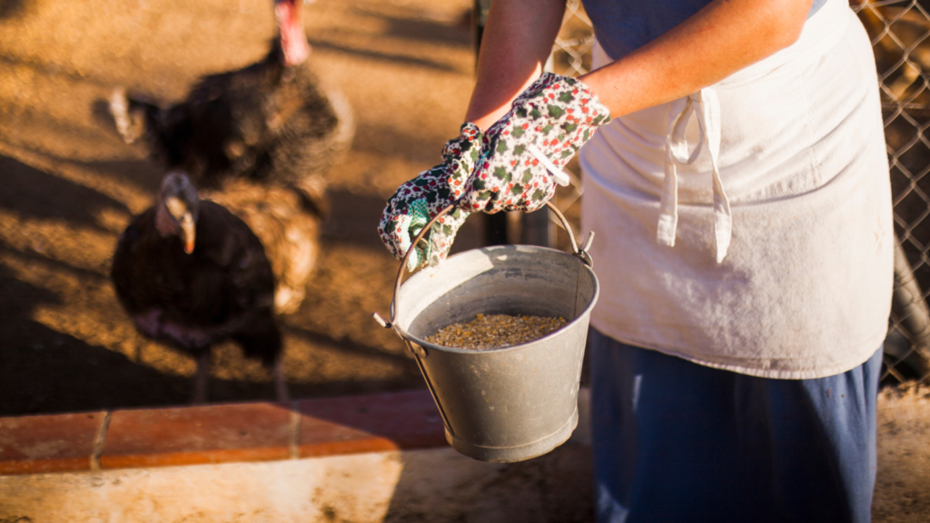 woman feeding turkeys