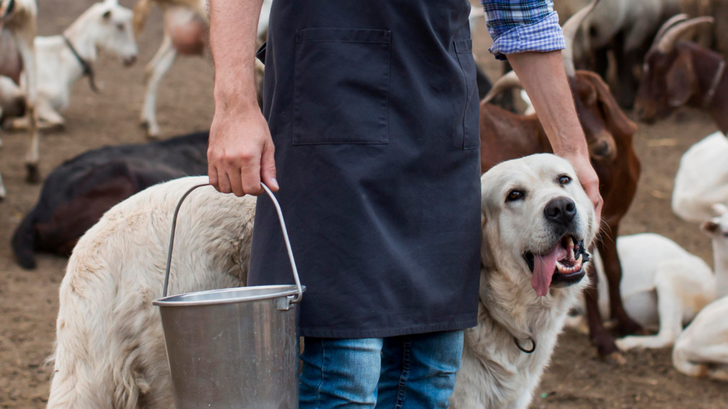 livestock guardian dog