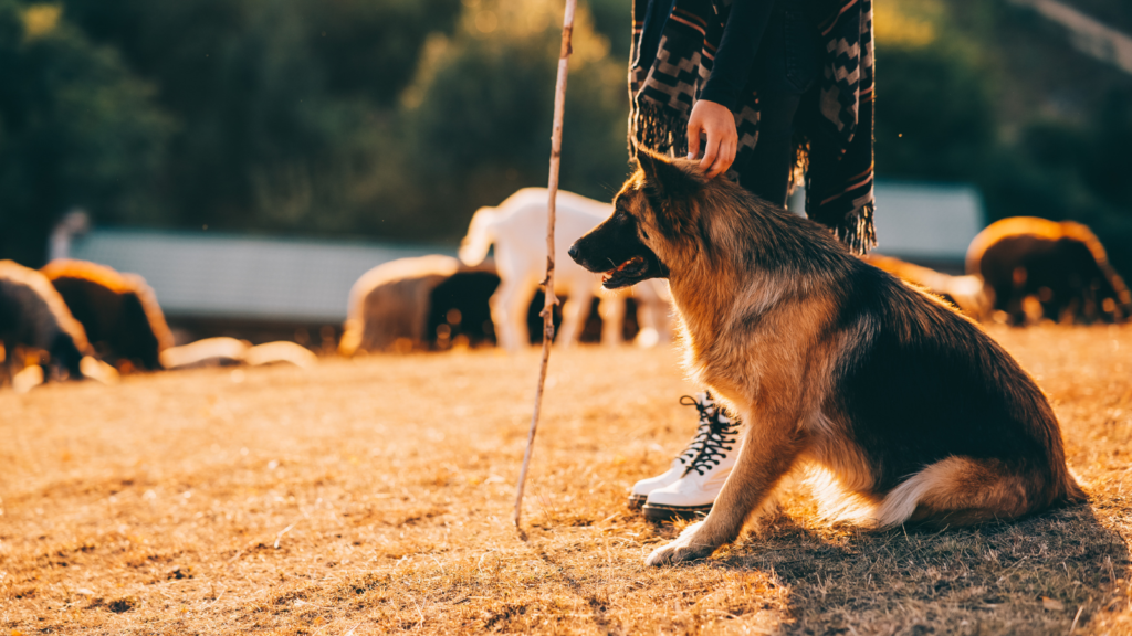 livestock guardian dog training