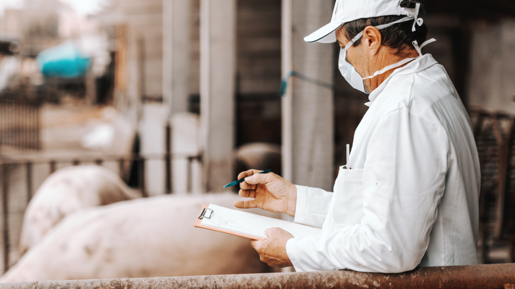 person in white checking pigs