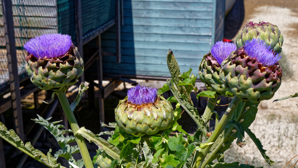 globe artichoke