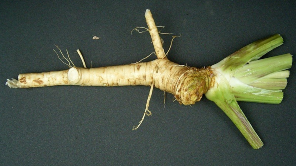 horseradish