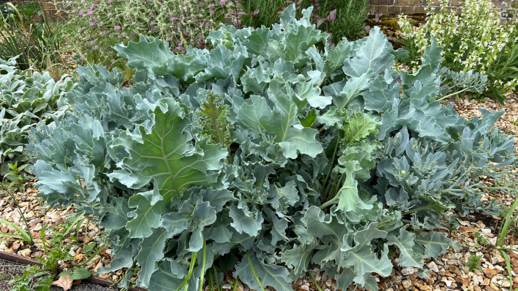 sea kale