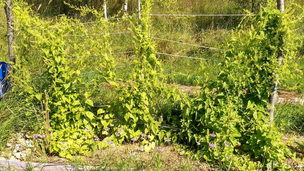 Caucasian Mountain Spinach