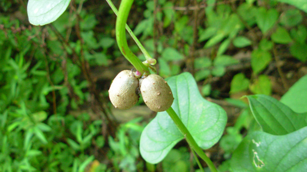 chinese yam