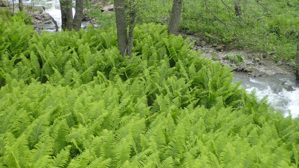 ostrich fern