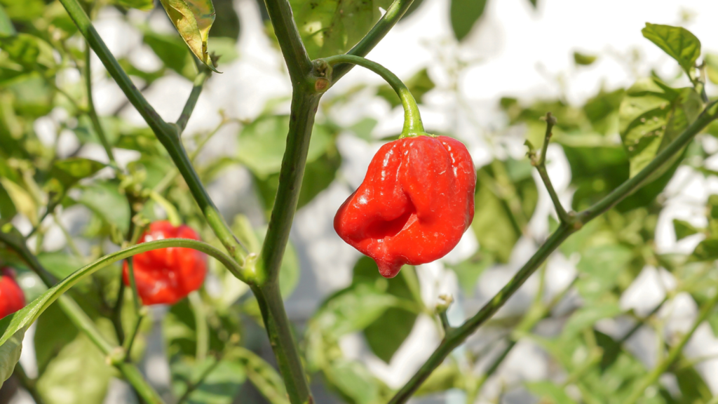 pepper plant