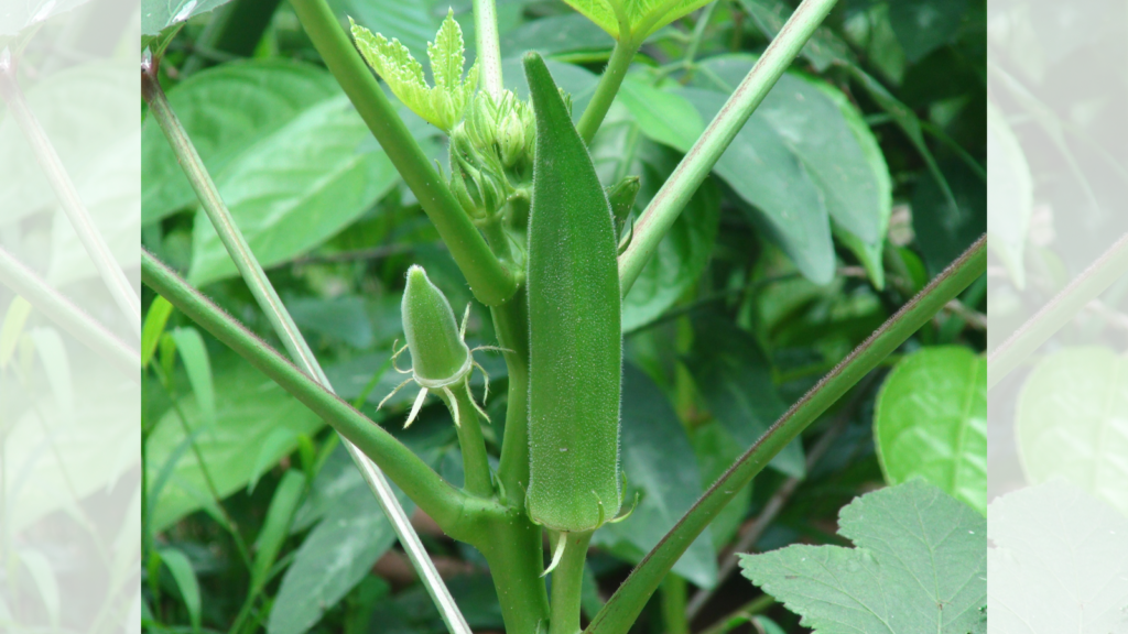 Hong kong okra