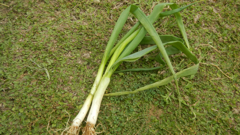 leeks