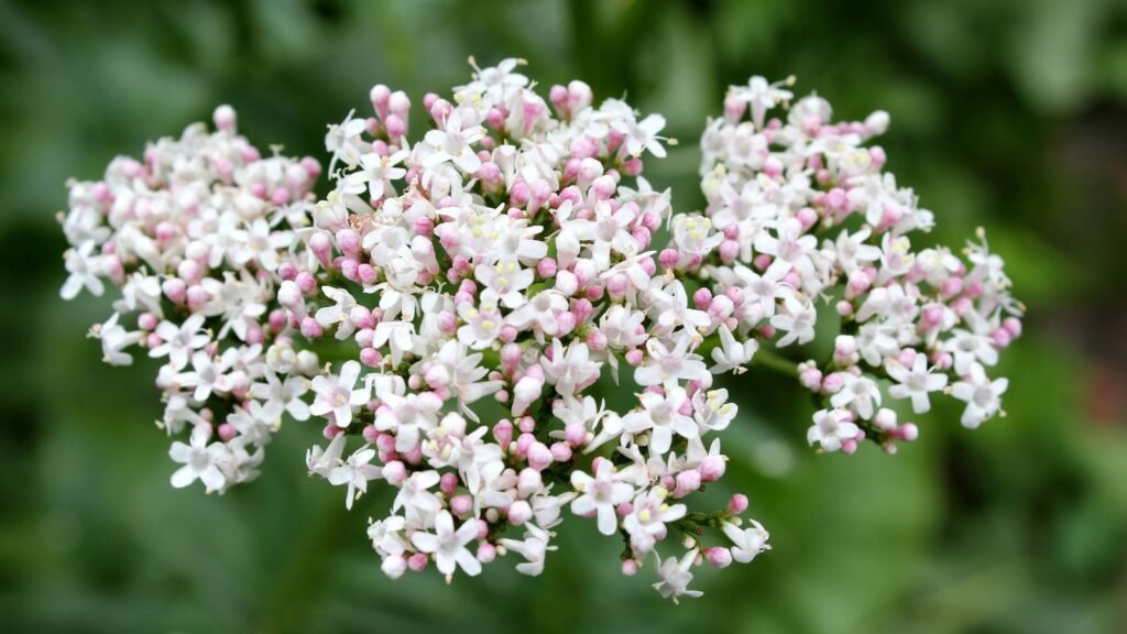 Valerian flower 