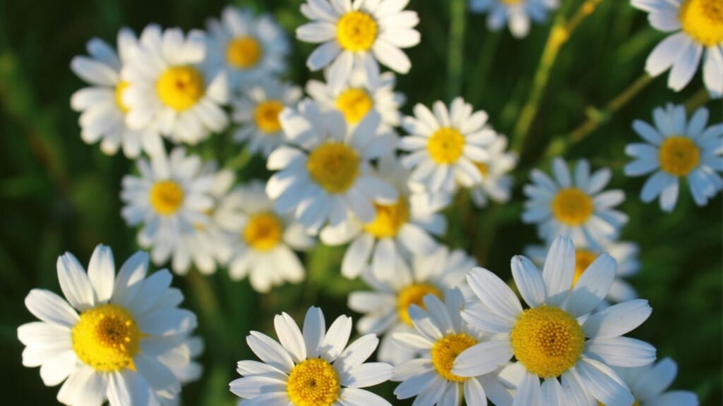 chamomile flowers