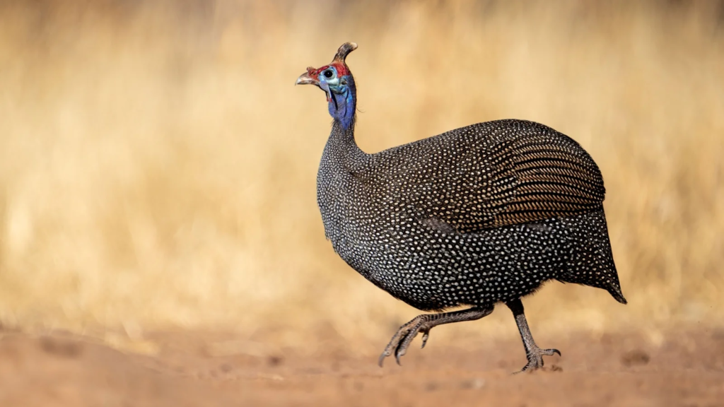 guinea fowl