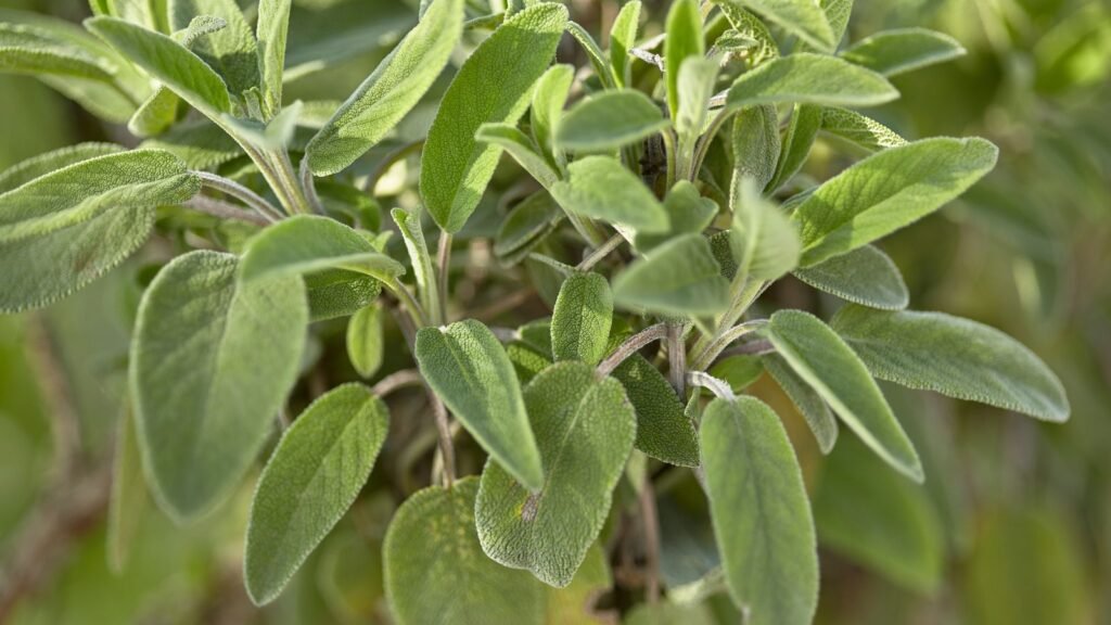 sage plant