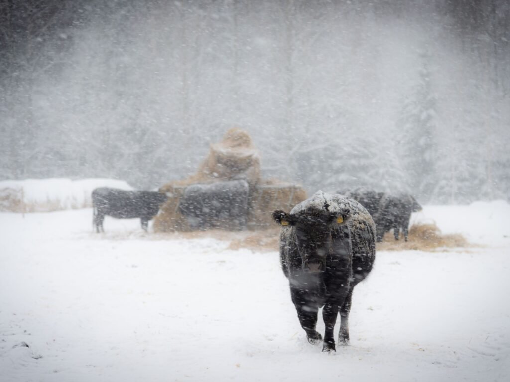 sheep in snow