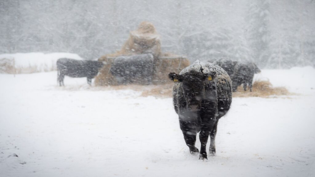 sheep in snow