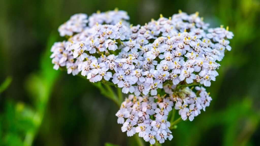 yarrow plant